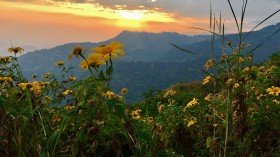 Kurseong – The Land Of White Orchids In West Bengal